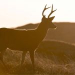 Deer Hunting Tips