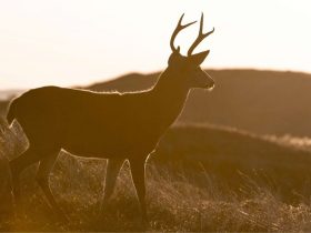 Deer Hunting Tips